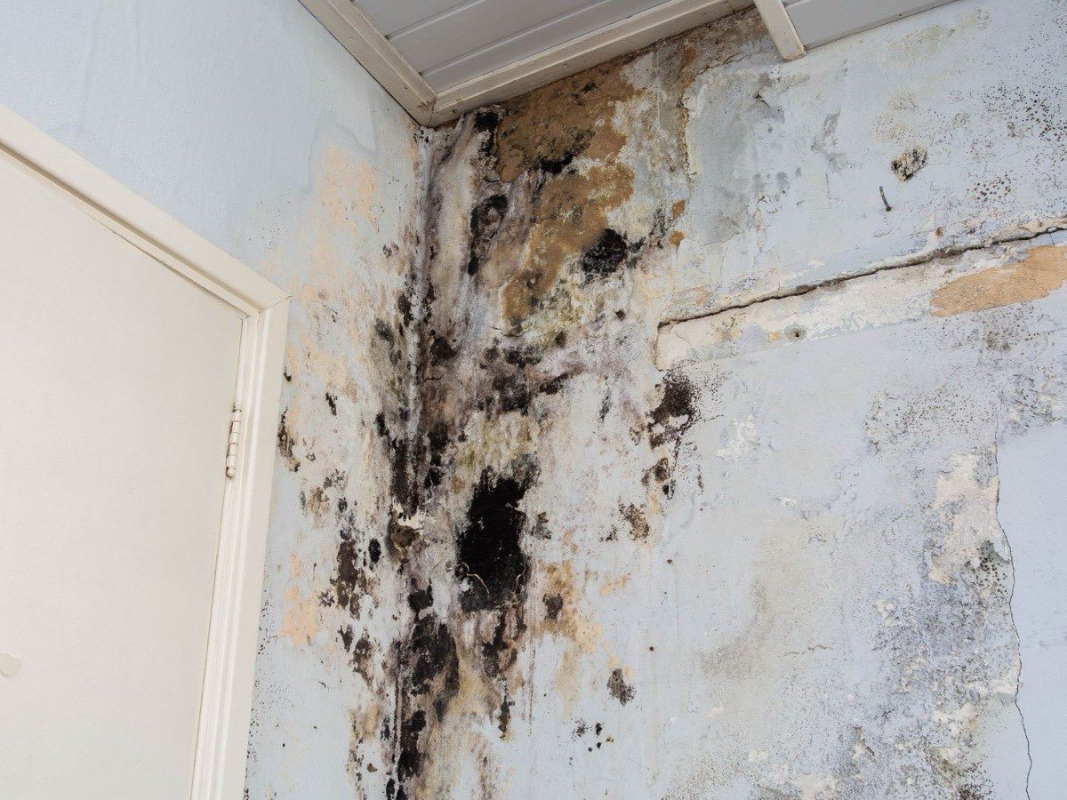 Black mold spreading across a wall corner after water damage went untreated